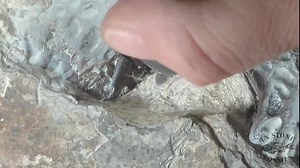 45K views · 1.3K reactions | The adventure has just begun..... #fossils #fossil #paleontology #geology #dinosaurs #dinosaur #nature #science #fossilhunting #prehistoric #jurassicpark #jurassic #fossilhunter #jurassicworld #minerals #wow #rocks #fossiladdict #palaeontology #wy #wyoming #naturalhistory #crocodile #paleontologist #greenriverformation #natural #history #explorers #paleo | In Stone Fossils | Facebook