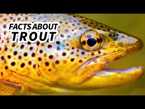 Trout Facts: a SALMON-LIKE fish | Animal Fact Files