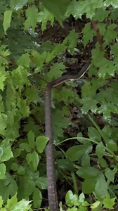Talk about core strength ... though snakes are really all core when you think about it. Gray (aka black) rat snakes (Pantherophis spiloides) are excellent climbers, scaling trees to hunt, find shelter, sun themselves, or rest while they digest a meal. As the biggest snakes in Ohio, they are non-venomous and harmless to people. Their primary diet consists of rodents and small mammals, making them a crucial part of the ecosystem by controlling rodent populations. #OhioNature #Wildlife #nature #ohi