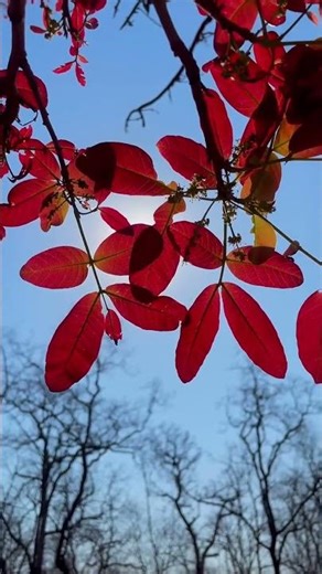 ​nature background video, non copyright nature footage, 4k nature b-roll