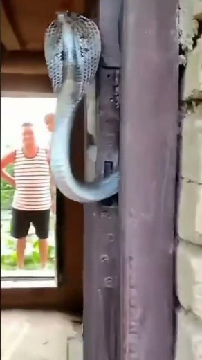 King किंग...