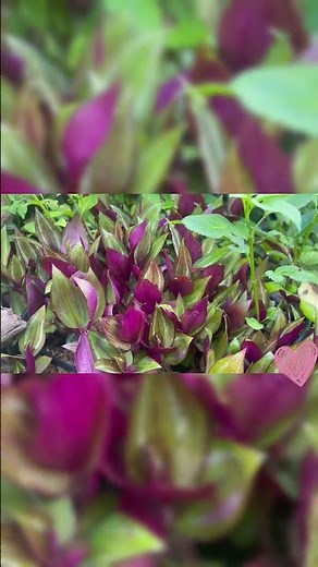 Your Plant Needs This to Actually Grow