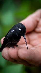 183K views · 10K reactions | 溺️ Some hummingbird species have the...