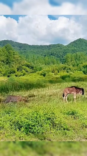 162K views · 524 reactions | le lanza un gas apestoso  #animales #salvajes #animals #salvaje #vidaanimal #vidasalvaje #mundoanimal | Eco Salvaje | Facebook