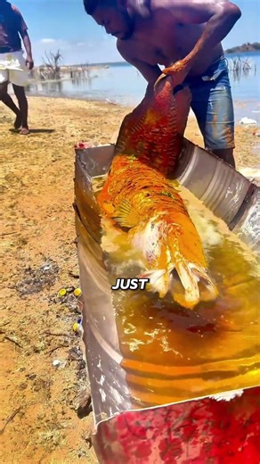 Cooking One of the World’s Largest Fish😲#arapaima #giantfish #grilledfish