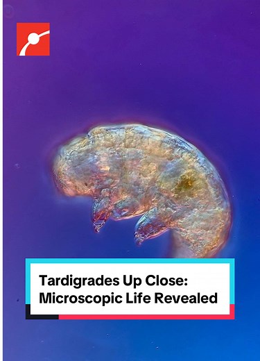 How can you observe tardigrades? You take a look at moss: their natural habitat! Our friend @Chloé Savard took a look and found tardigrades from two genera: Milnesium and Macrobiotus. Milnesium tardigrades have long, pointy claws and a decorated snout, which help them grab, manipulate, and stabilize their prey. Macrobiotus have shorter claws and a simpler snout, which makes them vegetarians feeding off of algae and plant cells, with the occasional relapse into a carnivorous diet when feeding on 