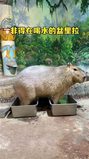 Delicious homemade dishes - A culinary journey with Capybara