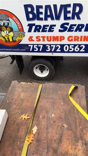 Beaver Tree on Reels