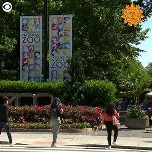 9.6K views · 308 reactions | The National Zoo in D.C. welcomed back visitors for the first time since November on Friday. The zoo has safety measures in place during the pandemic, like limited capacity. Guests age 2 and older are required to wear face coverings in all indoor spaces. | CBS Sunday Morning | Facebook