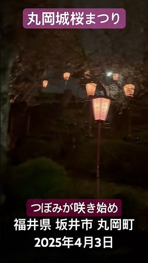 「丸岡城桜まつり 2025」「日本のさくら名所100選」に認定。満開の桜の花に浮かび上がる丸岡城は、まるで霞に包まれているように見えることから、別名『霞ヶ城』とも言われている。福井県 坂井市 丸岡町。