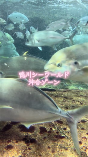 視界いっぱいに広がる、 外洋の世界。 ここは、鴨川シーワールド 沖合ゾーン。 大きな水槽をゆったり泳ぐ生きものたちが、 海の奥行きをそのまま伝えてくれる。 立ち止まって眺めるほど、 時間を忘れる空間。 #春旅先取りキャンペーンチケット3 #pr #tiktokgo #千葉 #鴨川シーワールド