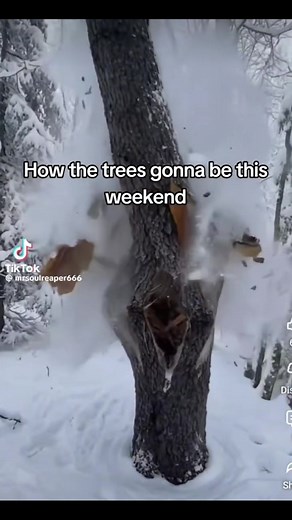 Why Do Trees Explode in Cold Weather?