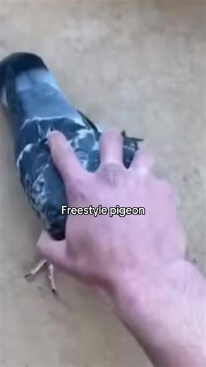 Mastering Freestyle Pigeon: Techniques and Tips