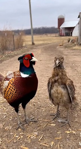 Caught up with Big Bubba and his new friend for an interview 😆 #hunting #pheasanthunting #pheasant | Pete’s Pheasant Farm