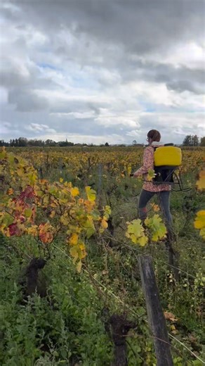 On October 22nd, 2025, a Root Day according to the biodynamic calendar 🌿, we applied CBMT in our vineyards following an organic and biodynamic approach. Our goal is to strengthen the vitality of the soil and the natural balance of the vines, fostering an active microbiology that enhances the expression of the terroir 🌍✨. Through respectful and regenerative practices, we continue to craft wines that reflect the authenticity and living energy of our vineyard. 💚🍷 #CBMT #RootDay #BiodynamicCalen