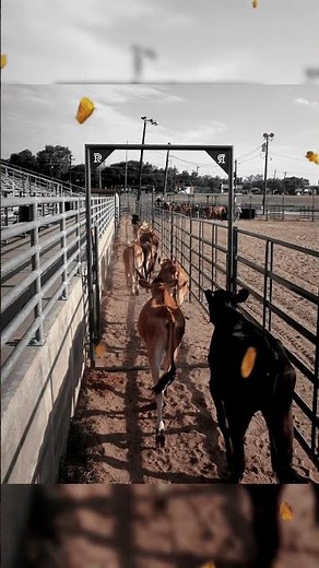 🐂 Flow You Can Count On. Strength You Can Trust. 🟩