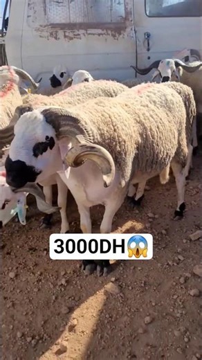 أكبر خروف صردي لسنة2026🐏حولي ملكي👑 عامر ماشاء الله🇲🇦#خروف_العيد #كبش_العيد #خروف_صردي #المغرب #جزائر