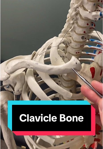 Understanding the Clavicle Bone in Human Anatomy