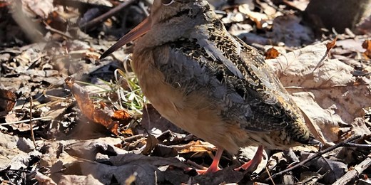 Wildlife Watch: Tracking the American woodcock