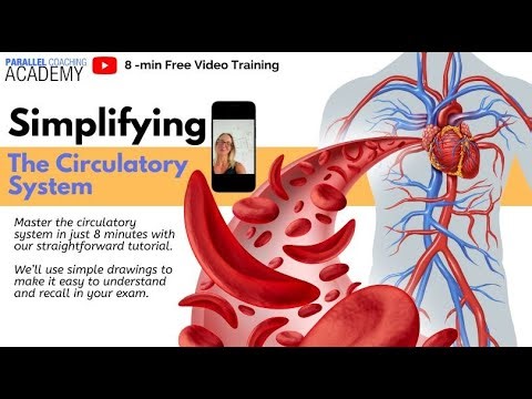 Simplifying the circulatory system