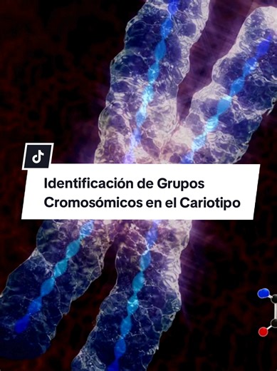 🧬¿Quieres comprender la genética aplicada a la práctica clínica diaria? En nuestro Curso de Genética Básica adquirirás los fundamentos necesarios para interpretar y aplicar la genética en la atención de pacientes. A lo largo del programa estudiarás desde las leyes de Mendel y los mecanismos de herencia, hasta el cariotipo humano, las alteraciones cromosómicas, la diferenciación sexual, el diagnóstico prenatal y la genética del cáncer. 📌Guarda este video y revisa el link en la bio para inscribi