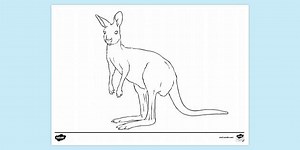 Kangaroo Colouring Sheet