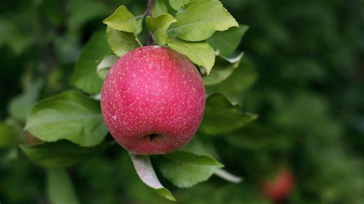 Ask the Expert: Can an apple tree grow in a yard by itself?