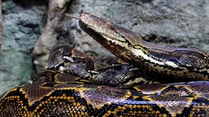 Viel Protein, wenig Fett: Python statt Geflügel?