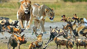 296K views · 4.4K reactions | Lion King vs Wild Dogs Fighting Wild Animals Africa Attack For Survival | Wild life Animals | Facebook