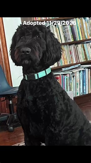 Lisa Matta (Lisaflorarican) on Instagram: "This was right after I groomed Roscoe animal rescue sent me a picture to my work email to the computer at work. At that time I knew he was going into Foster. Found out he got adopted at the end of November.🫶🏼🫶🏼🫶🏼🫶🏼"