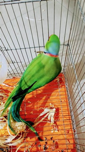 Mera pyara Seenu #shortvideo #viral #trendingsongcooking#Originally priced around $1.5 million,