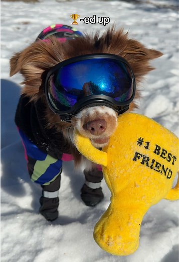 Snow Dogs Showcase Fun Tricks and Adventures