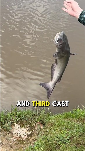 DAY 5 - HOW To Catch Catfish In 30 Seconds (NO Boat)! 🎣#fishing #series