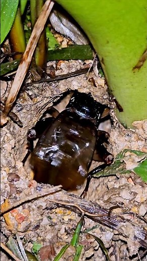 Crickets Chirping at Night - 10 Hours of Relaxing Nature Sounds