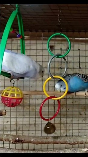 Budgies Play with Rings | Funny Parakeet Toys