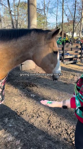 Forsythia Farms on Instagram: "Prime example of mares vs geldings 😂 #mares #geldings #horses"