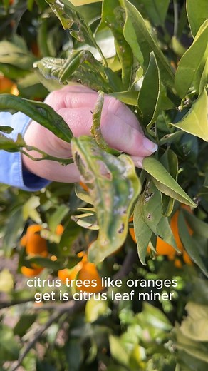 8.1K views · 94 reactions | Have you noticed squiggly silvery marks on your citrus leaves? 樂 They're a sign of the citrus leaf miner, a common insect pest on citrus trees! Click here for tips on how to prevent it  https://www.yates.com.au/garden-hub/citrus-leaf-miner/ #citruscare #growingoranges #growingcitrus #growingfruit #gardeningtips #gardenpests #greenthumb #gardenlove | Yates Australia | Facebook