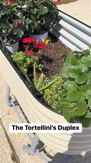 Sunlight is super important to an overall healthy tortoise. I’m using a raised garden bed from Vego Garden to create them a nice little outdoor habitat filled with flowers and greenery that’s safe to eat… and plenty of room to sun bathe! | DecoExchange