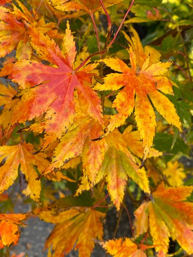 Acer palmatum 'Ki hachijo' Japanese Maple
