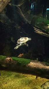 16K views · 434 reactions | We like turtles Happy World Turtle Day! Check out the several species of turtles and tortoises in the Museum of Living Art on your next visit, including the critically endangered Rote Island snake-necked turtle. As part of a repatriation program, the Zoo’s ectotherm staff is preparing 20 2022-hatched snake-necked turtles for transportation to the Bronx Zoo, where they will ultimately be released into their native range. | Fort Worth Zoo | Facebook