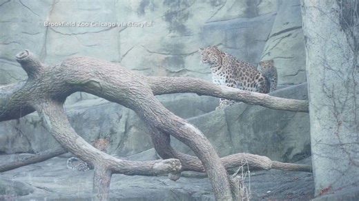 Two Amur leopard cubs make debut at Brookfield Zoo Chicago