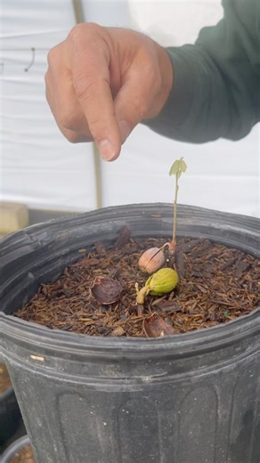 From seed to sprout to sapling, our amazing forestry team works to grow trees for the citizens of Columbus at our tree nursery! 🌱🌳 | Columbus Recreation and Parks Department