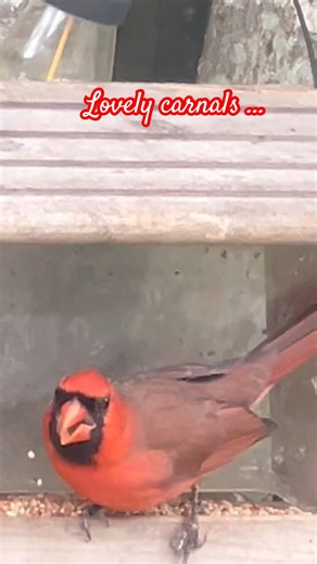 Lovely carnal birds !🐦❤️ #nature #shorts #birds #carnal