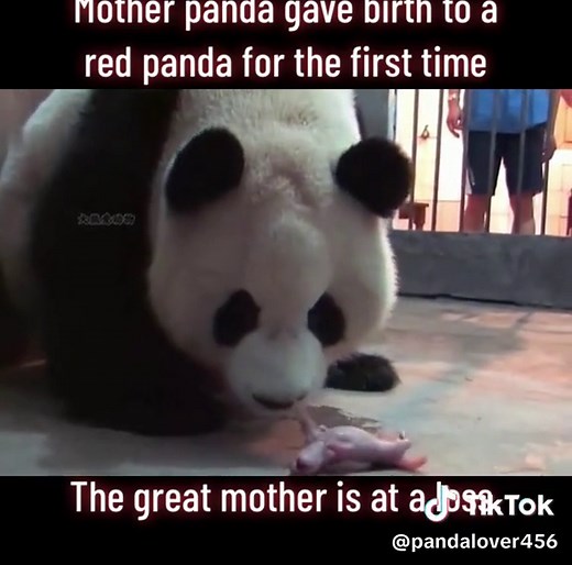 What the panda looked like when it was just born #panda #mother #pandasakha #foryou #tiktok