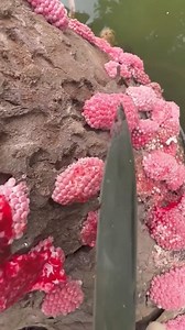 158K views · 1.1K reactions | Make sure to CRUSH these eggs! #CrushEggs #EggCrushing #EggSmash #CrushThemAll #EggDestroyer #EggCrusher #CrushingChallenge #EggBreak #CrackTheEggs #EggSmashing | Spacefunk | Facebook