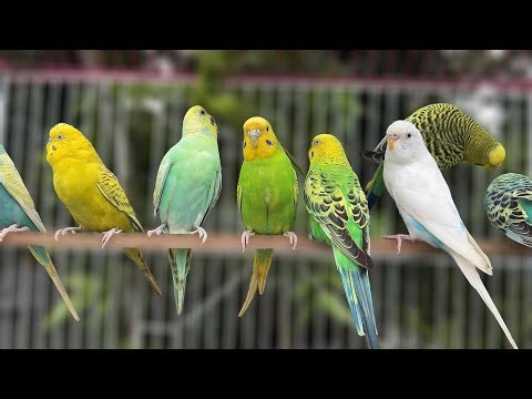 Budgie singing to mirror | Parakeet Sounds