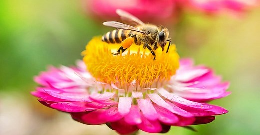 What Do Bees Eat? Understanding the Bee Diet