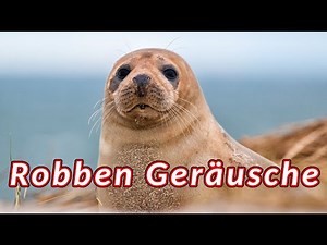 Robben Geräusche - die Geräusche, die ein Seehund macht