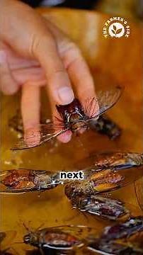 Turning Nature’s Loudest Insect Into a Crispy Seasonal Dish #cicadas #insects #villagecooking