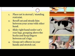 Handling and restraining of cats (part 3): restraint positions and chemical restraint